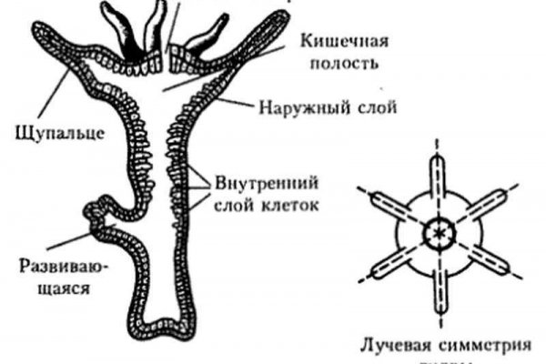 Омг тор зеркало